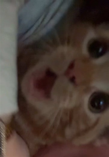 Him in literal shock | armin arlert