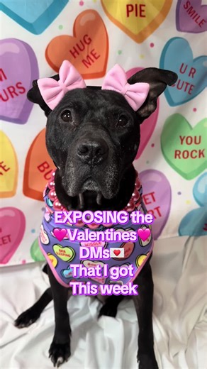 Adopt Your Next Valentine: Meet Noah!