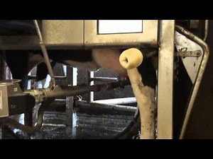 Milk farm in Denmark