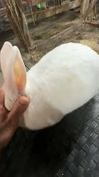 The best rabbit breed for meat production. #rabbit #bunny