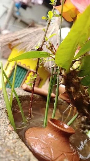 Miniature Village morning Climate | Miniature Recipe | The Mini Cookery