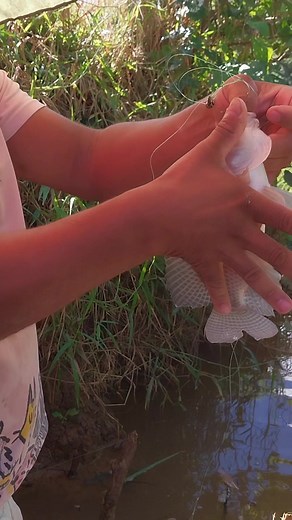 55K views · 1.8K reactions | Una tabla  #pesca #tilapia @fansdestacados | Pescando con Victor | Facebook