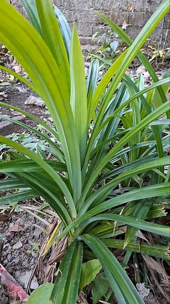 Pandan Plant (Pandanus amaryllifolius) #ekoazis #nature