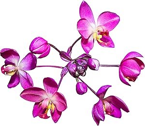 Ground Orchid Live Plant - Spathoglottis plicata 'Purple' by Wellspring Gardens - Purple-Pink Flowers Summer Plant - Great for Indoor/Outdoor Gardens, Patios, and Landscaping