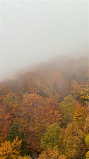 GoGraph Japan on Reels