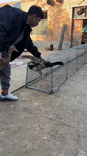 Duck farm moments