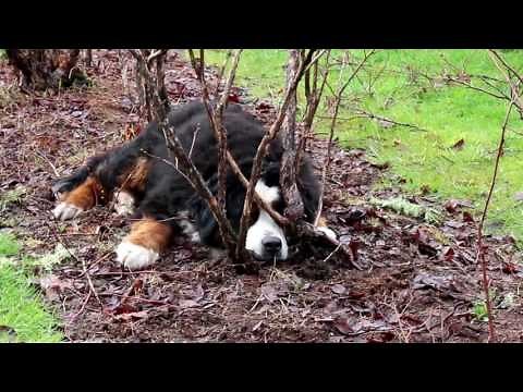 How to prune blueberries