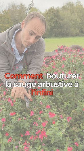 Comment bouturer la sauge arbustive ? 🌿✂️ Vous avez été nombreux à nous demander comment bouturer la sauge arbustive suite à notre dernier réel, alors voici la méthode simple et efficace ! 👇 👉 Étapes pour bouturer : 1. Prenez une tige d’environ 10 cm sur le bois de l’année. 2. Retirez les feuilles le long de la tige, en ne laissant que celles du dessus. 3. Plantez-la dans un bon terreau, et surtout, gardez-le bien humide et à l’abri du gel. ❄️ 💡 Astuce : Le meilleur moment pour bouturer ? Ao