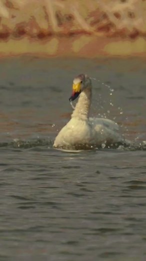 Majestic Swan Splashing in Serene Waters