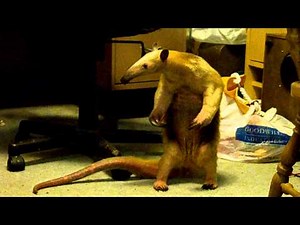 Anteater hit and run