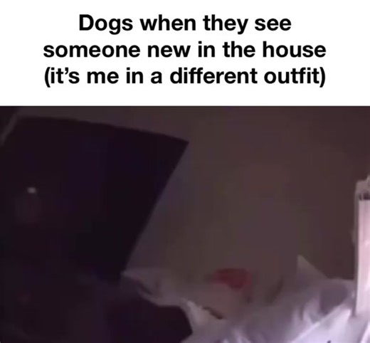 not my dog tho #real #relatable #dogs #fyp #foryoupage