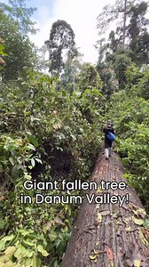 Giant tree trunk crossing in Danum Valley! 😮🌳 This fallen tree became one of nature’s unexpected bridges. You never know what you might find next on your jungle trek. Book a trip to Danum Valley for a real adventure in ancient rainforests! #danumvalley #sabah #borneo #amazingadventures #amazingborneo | Amazing Borneo