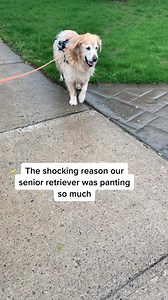 978K views · 9.4K reactions | If your dog is excessively panting and starting to move slower - they may need your help - today  | PetLab Co. | Facebook