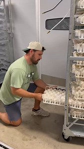 Behind the scenes with Chad…sorry, we mean Marc! Liking this hatchery content? Let us know in the comments and we’ll keep ‘em coming!😎🦆 #MetzerFarms #waterfowlexperts #afamilyhatchery #ducks #ducklings #waterfowl #mypetduck #farmlife #ducklover | Metzer Farms