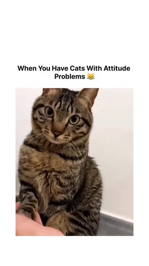 Please Follow 🙏 on Instagram: "The post features a heart-stopping wildlife moment where a lion and his cub are resting together on the grass when the lion suddenly nudges the cub away, as if telling it to move. The cub tumbles slightly to the side - and before anyone can process what happened, the lioness steps in. Authored by dm bro, known for capturing emotional and cinematic animal interactions, the clip has already gone viral - earning 214,000 views and 6,200 likes in less than 24 hours. #v