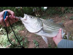 Catching BIG Striped Bass in a TINY Creek! Topwater EXPLOSIONS!