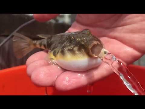 Blowfish Pufferfish releasing water! cute