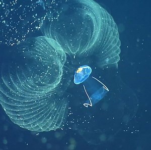 379K views · 851 reactions | These giant plankton are pooping...