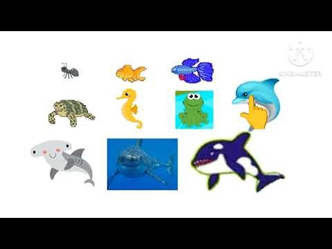 Underwater Animals Part 2 Anding picture play