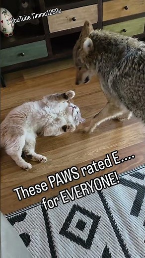 HAPPY BIRTHDAY WEAVE!🐺 ❤️ #coyote #weavethecoyote #wildlife #love #howiedewitt #cat #cute #animals