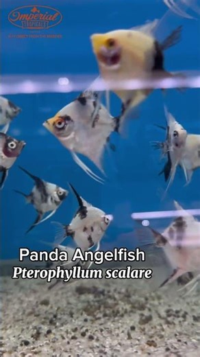 🐼🐠 Panda Angelfish (Pterophyllum scalare) Striking Blackand White Elegance for Community Aquariums