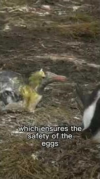 Why Penguins Poop Like Cannons: The Science Behind Projectile Defecation