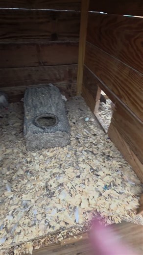 Quail count- 1 😆 🤣 😂 #Chickens #Farming #Farmlife #OnTheFenceFarm #Goats