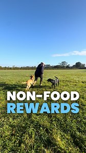 11 reactions | Paw Forward Dog Training on Reels | Facebook