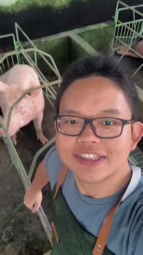 Kandang Baterai Babi: Inovasi dalam Ternak Modern