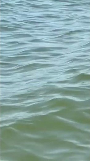 Alligator spotted in Lake Erie waters