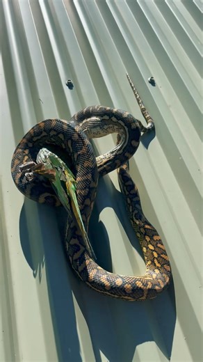 56K views · 433 reactions | The sneaky snake gets the bird 列… This Carpet Python had a very successful day on the hunt, snagging himself a lorikeet up on a roof in Caboolture this arvo. Giffo got up there and relocated him once he was finished with his feed to go digest out in the bush  | Moreton Bay & Brisbane Snake Catchers 24/7 | Facebook