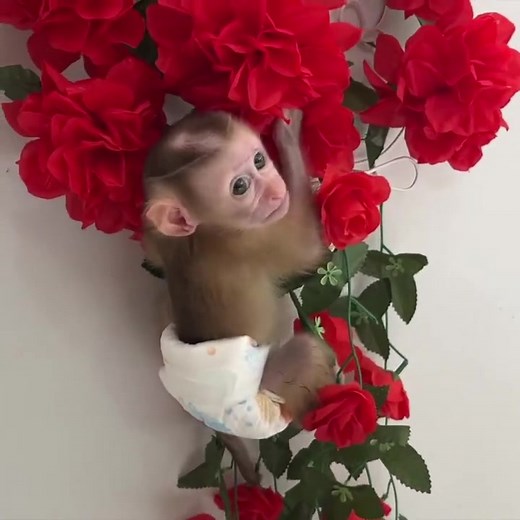 96K views · 1.6K reactions | Monkey Daily: Adorable Baby Monkey Jelly’s Funniest & Cutest Moments!  #MonkeyDaily #BabyMonkeyKaty #CuteMonkey #MonkeyLover #FunnyAnimals #PetMonkey #AdorablePets #MonkeyLife | Monkey Daily | Facebook