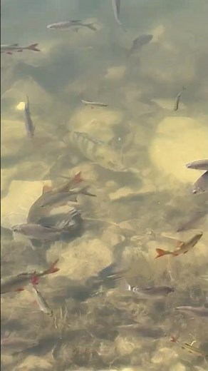 🔥 RIESENBARSCH lauert am Grund! Angriff auf Rotfedern! 🐟💥 #shorts #angeln #egüda