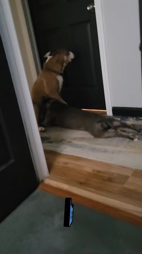 David Haf Arroyo (@david.haf.arroyo)’s videos with Funny - Gold-Tiger