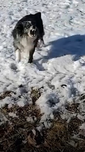 This dog can't stop smiling 🙂 #itsmeorthedog #dogtraining #dogs | Me Or The Dog