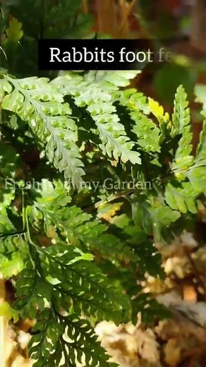 10 Different varieties of ferns with names and care tips #shorts