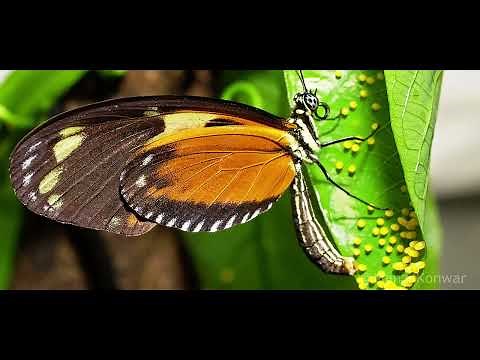 Butterfly Life Cycle | Timelapse