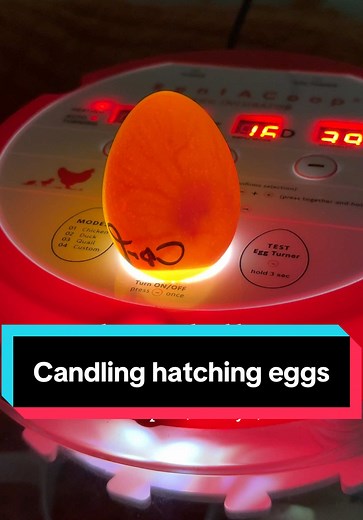 Candling Hatching Eggs: Understanding Egg Development