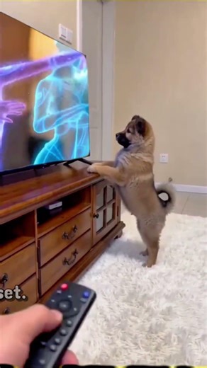 The Dog and the Remote (7-Second Lesson)