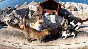 16K views · 2.1K reactions | We can't adopt every stray cat but we build shelters for them | Street Cat | Facebook