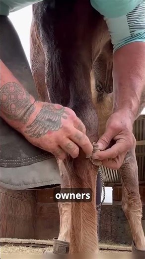 The Strange “Chestnut” on Horse Legs #animals #facts #wildlife #wholesome #animalfacts #horse #short