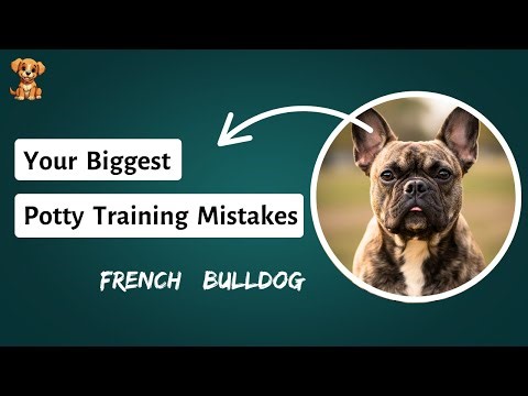 You're Training Them WRONG. This is Why Your "French Bulldog" is Taking Longer to Potty Train