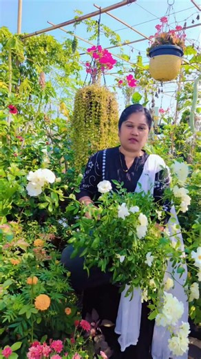 Kumari Sarath Putta on Instagram: "Soil less potting mix లో పెట్టిన రోజా మొక్క . . #royalgardenkumari #plantsofinstagram #reelsinstagram #telugu #explorereels"