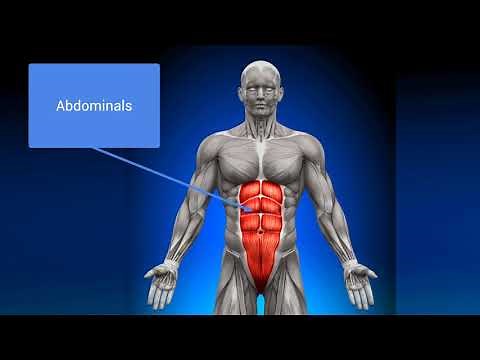 AQA GCSE PE - The Lungs & Gas Exchange