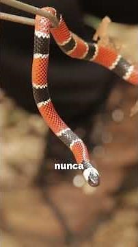 The most venomous snake in Costa Rica.