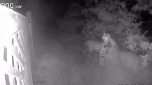 SPOTTED! Missing exotic cat captured on Virginia Beach camera