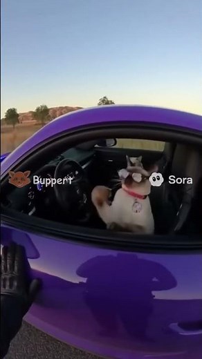 Cat Flips Off the Cops, Then Floors It