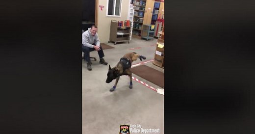 Police dog gets new snow booties in hilarious viral video