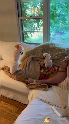 birds being adorable