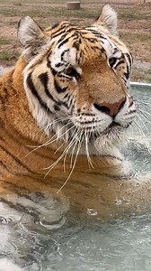 "Rain or shine—I AM enjoying this holiday!" Terek 🐯 There's no bothering tiger Terek during his Independence Day 🇺🇸 soak—not even a passing rain storm! It's great to see Terek sticking to his plans regardless of the conditions. Truthfully, we're enjoying watching the rain just as much as Terek since his habitat needs it after some recent construction 🚧. | Wildcat Sanctuary